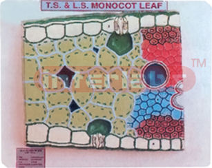 MONOCOT LEAF, TS